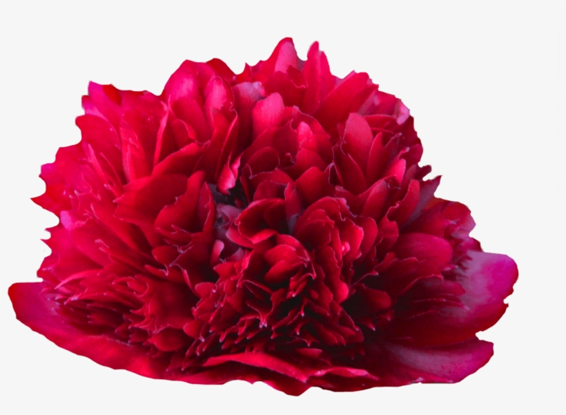 Common Peony, transparent png download