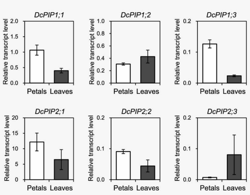 Expression Of Dcpip Genes In Petals And Leaves In The - Diagram, transparent png download
