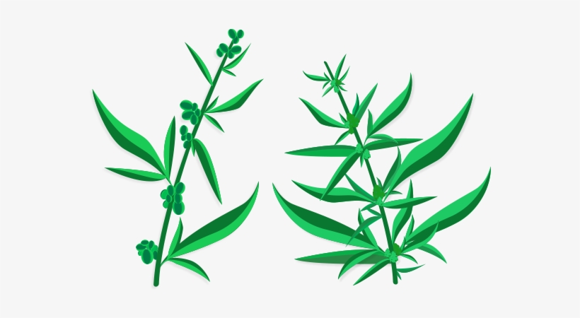 Marijuana - Cannabis, transparent png download