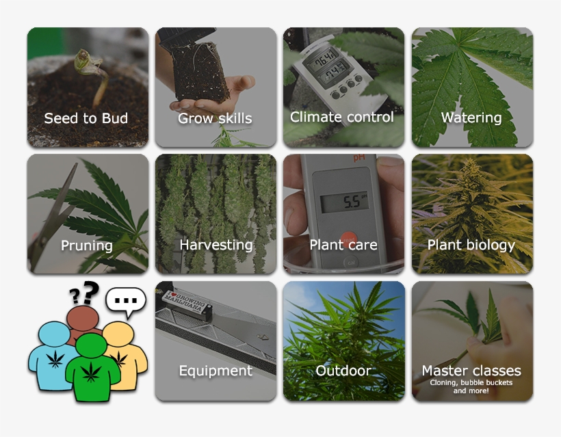How To Grow Marijuana - Learn Grow Marijuana, transparent png download