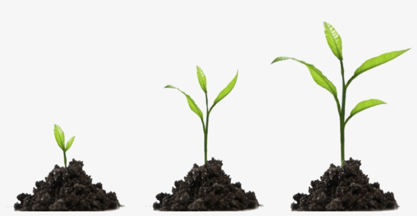 3 Steps To Growing Your Law Practice Through Blogging - Plant Growing Png, transparent png download