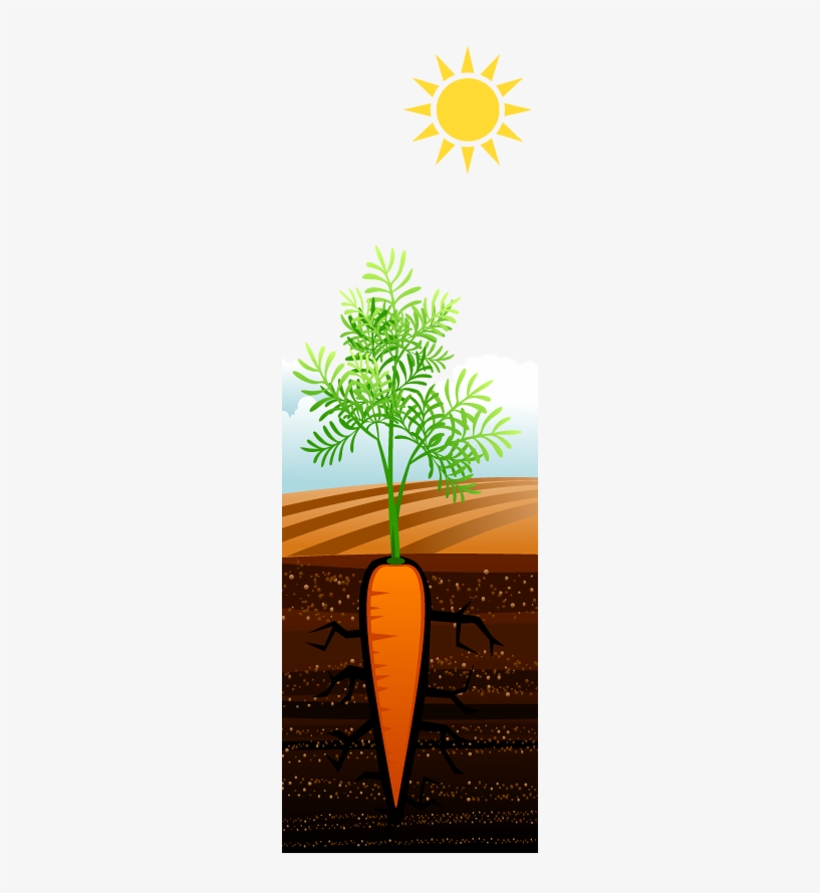 Carrot Growing - Plants Growing In The Sun, transparent png download