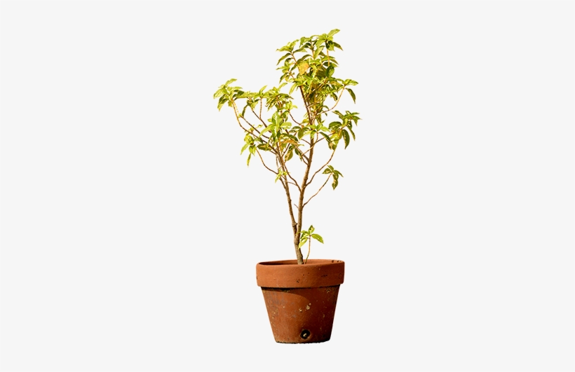 A Small Tree That's Been Planted In A Clay Pot And - Clay, transparent png download