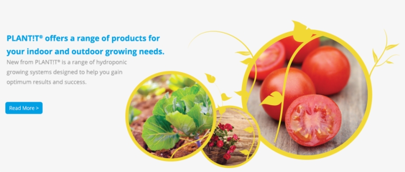 Plant T - Plum Tomato, transparent png download