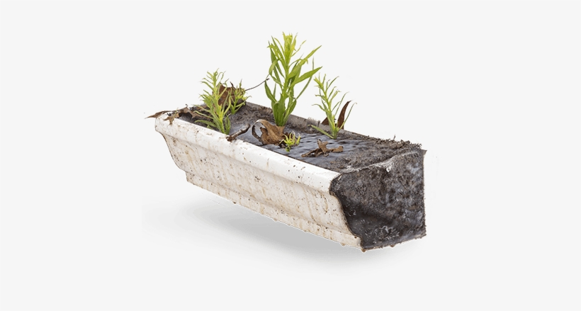 Traps Debris & Blocks The Flow Of Water - Houseplant, transparent png download