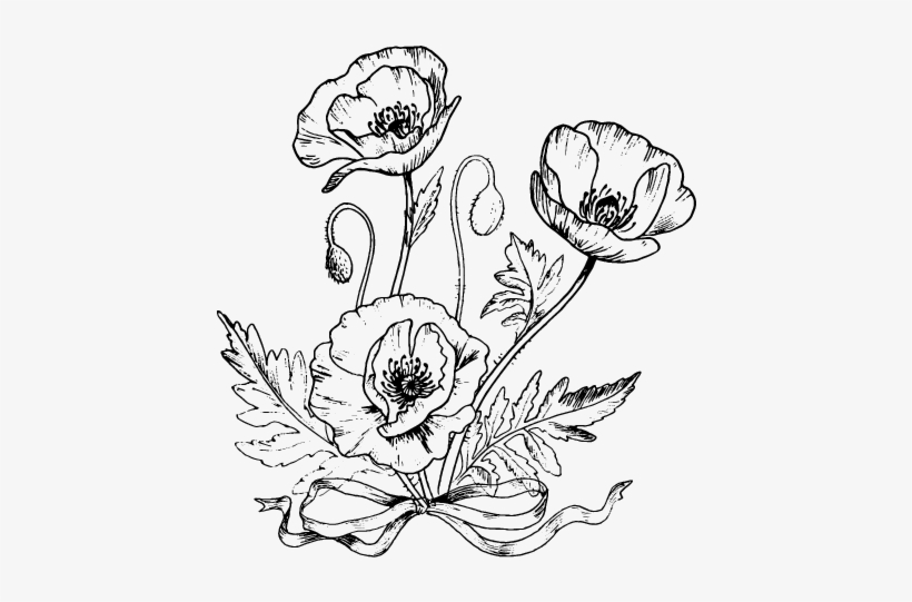 Dibujo De Unas Amapolas Para Colorear Dibujos De Flores - Papaveri Disegni Da Colorare, transparent png download