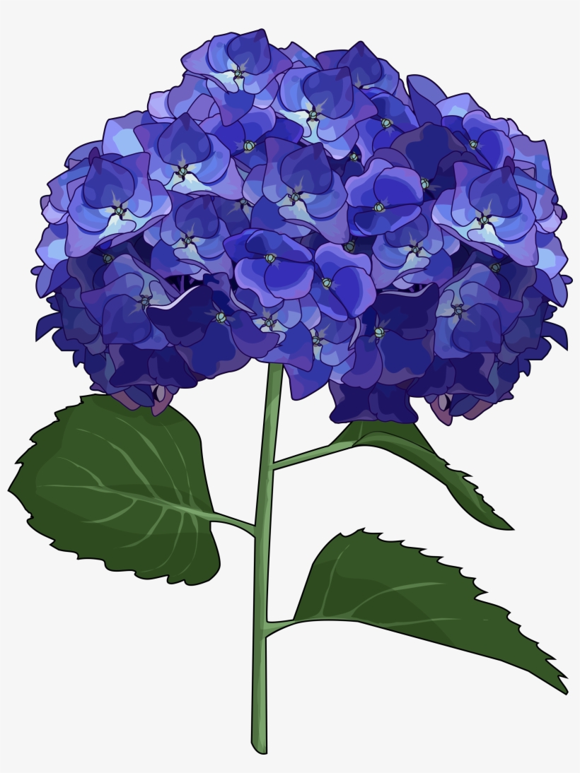 Hortensia - Dibujo De Una Hortensia, transparent png download