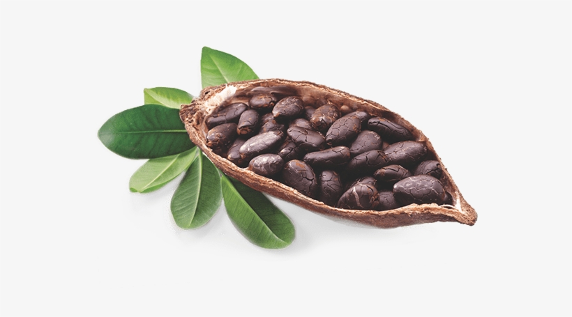 Cocoa Beans Are The Seeds Of A Native Central And South - Rise 'n Shine Bulk Raw 32 Oz. Unrefined Organic Cocoa, transparent png download