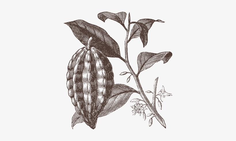 Bean Pod - Cocoa Tree, transparent png download