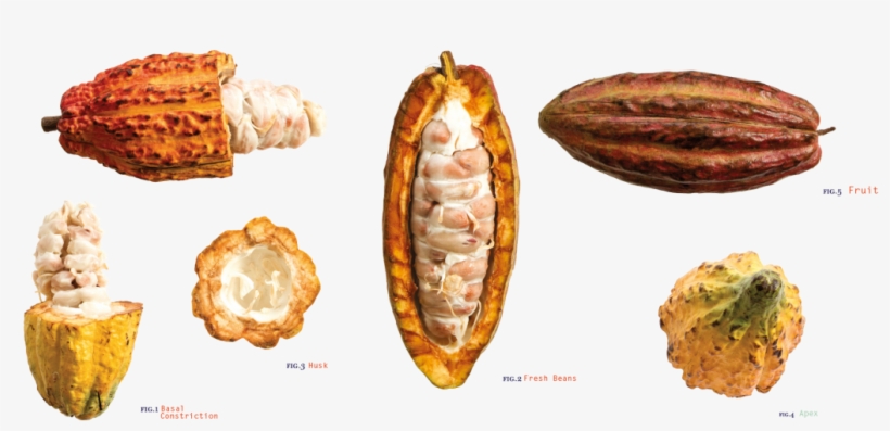 We Want To Be The Essence Of The Bean To Bar - Belgian Waffle, transparent png download