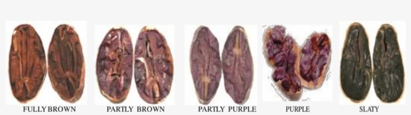 The Surface Colour Of Cocoa Bean - Cocoa Bean, transparent png download
