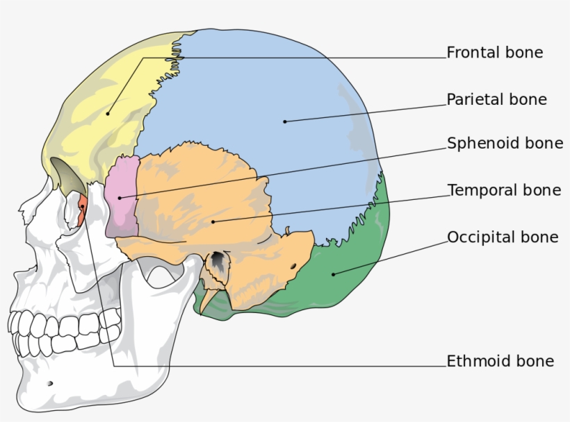 Bones Of The Skull, transparent png download