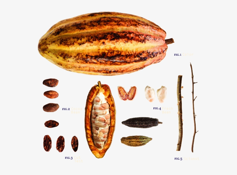 Macoma, transparent png download