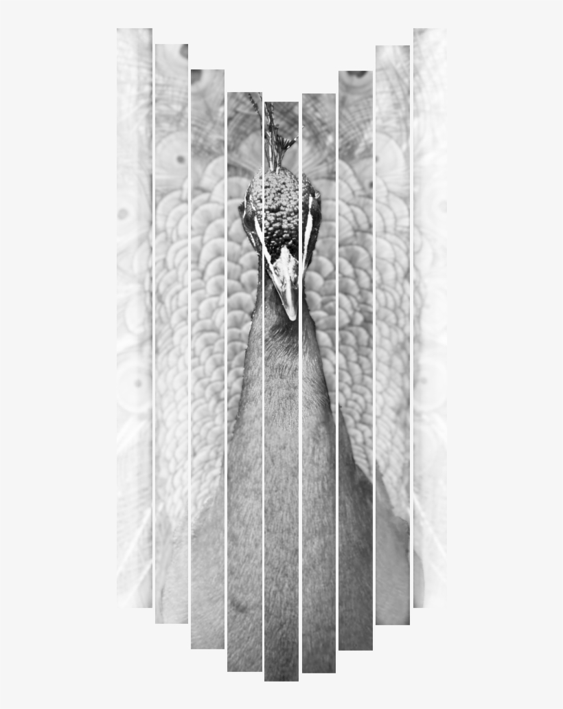 Monochrome, transparent png download