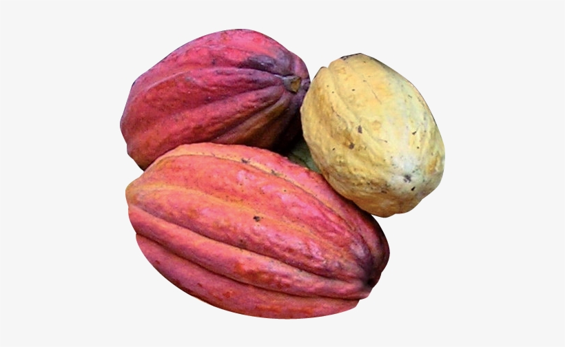 Health And Nutrition - Cabosse De Cacao Png, transparent png download