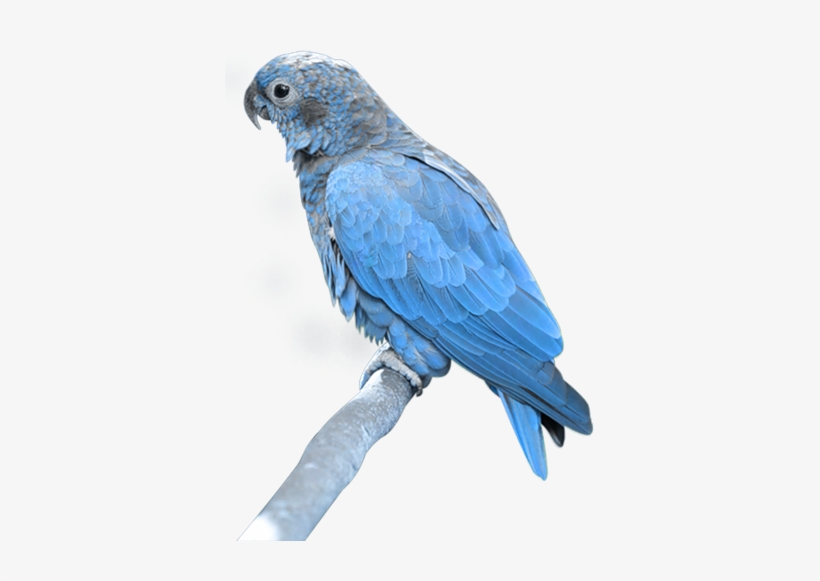 Tubes Oiseaux,birds,png - Parrot Png, transparent png download