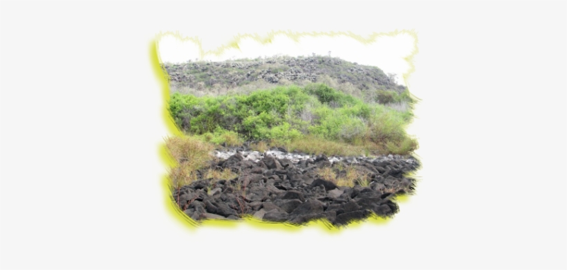 Donación Fundación Niños Felices En Ecuador, Amstelveen - Moss, transparent png download