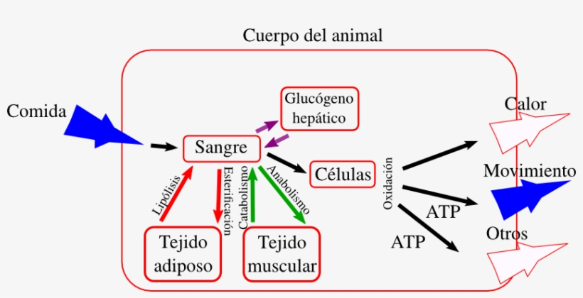 Si Reduces Las Calorías En La Comida Y Aumentas El - Diagram, transparent png download