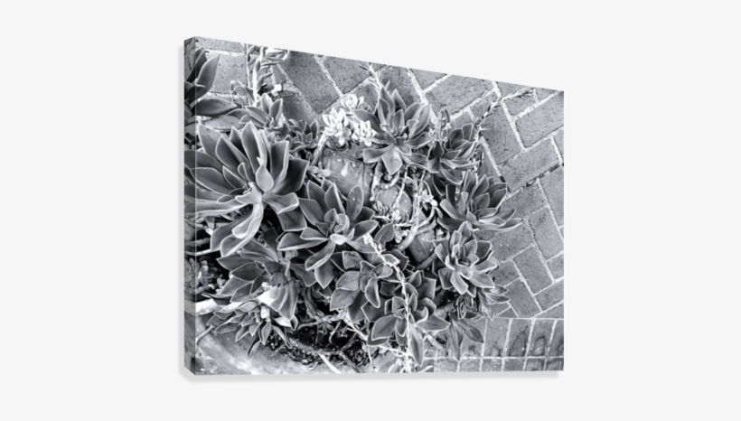 Succulent Plant With Brick Floor Background In Black - Canvas Print, transparent png download