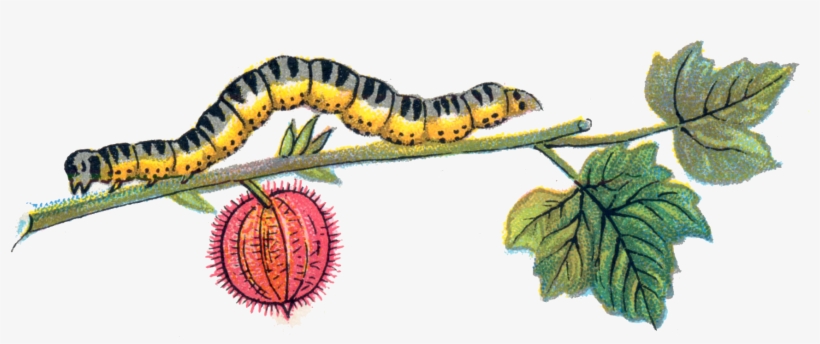 Caterpillar Png, transparent png download