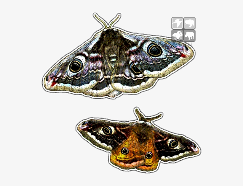 Emperor Moths Art Decal - Brush-footed Butterfly, transparent png download