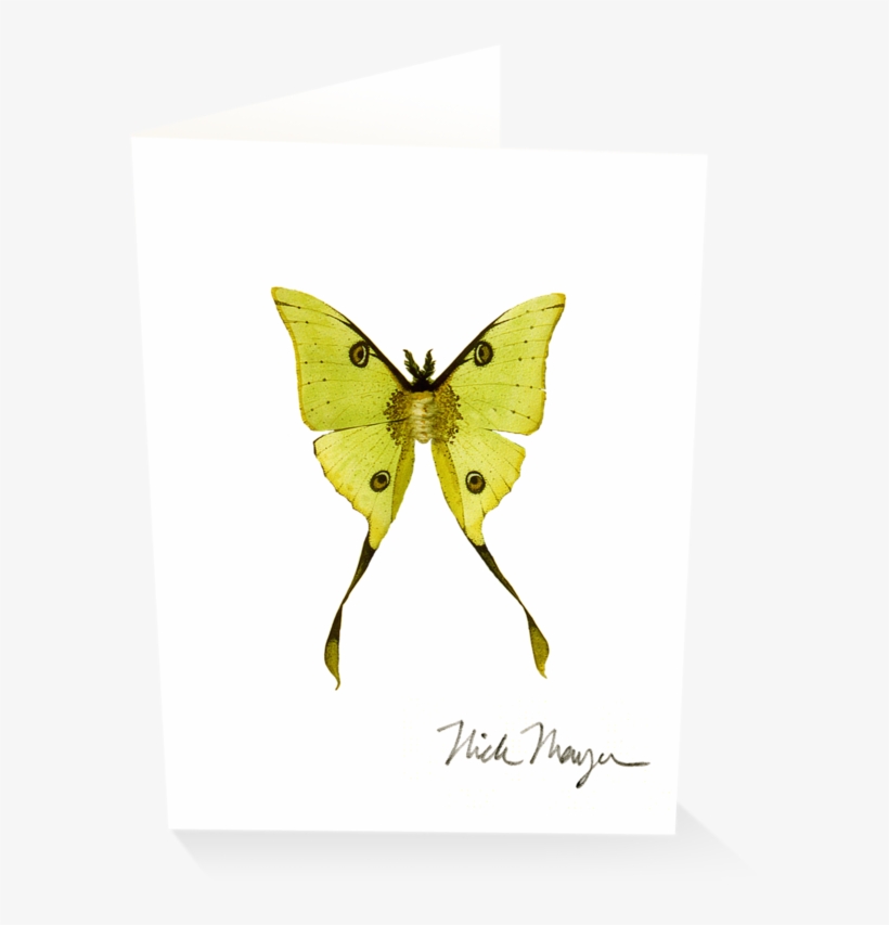 Madagascan Moon Moth - Comet Moth, transparent png download