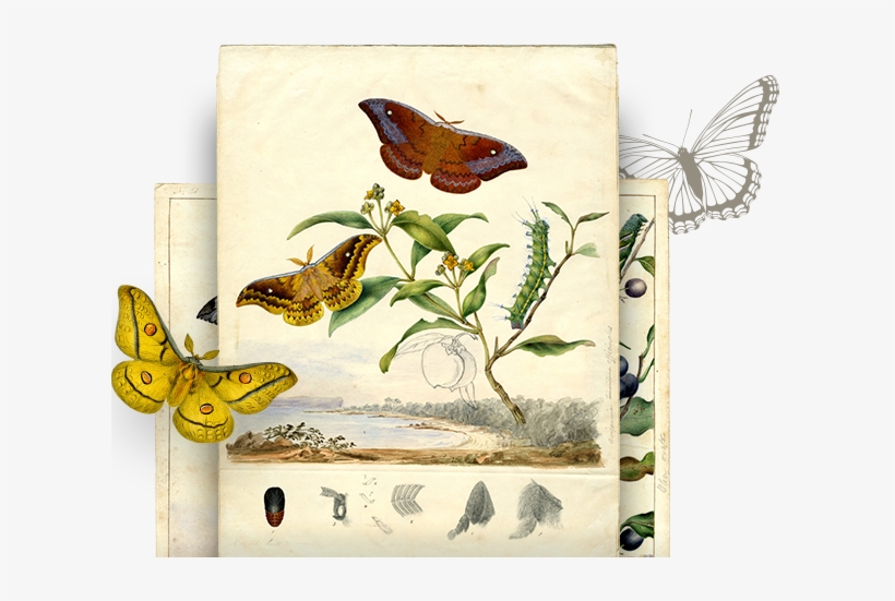 App Features - Art Of The Scott Sisters, transparent png download