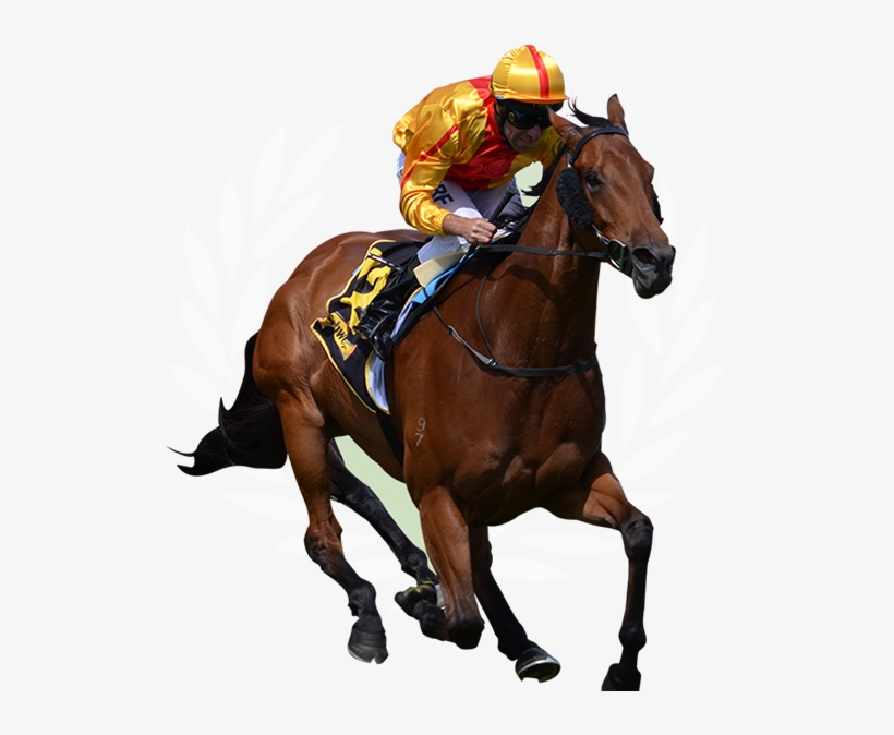 Racing Analysis & Industry Contacts - Browntrout Publishers Horse Racing Slim Calendar 2017, transparent png download