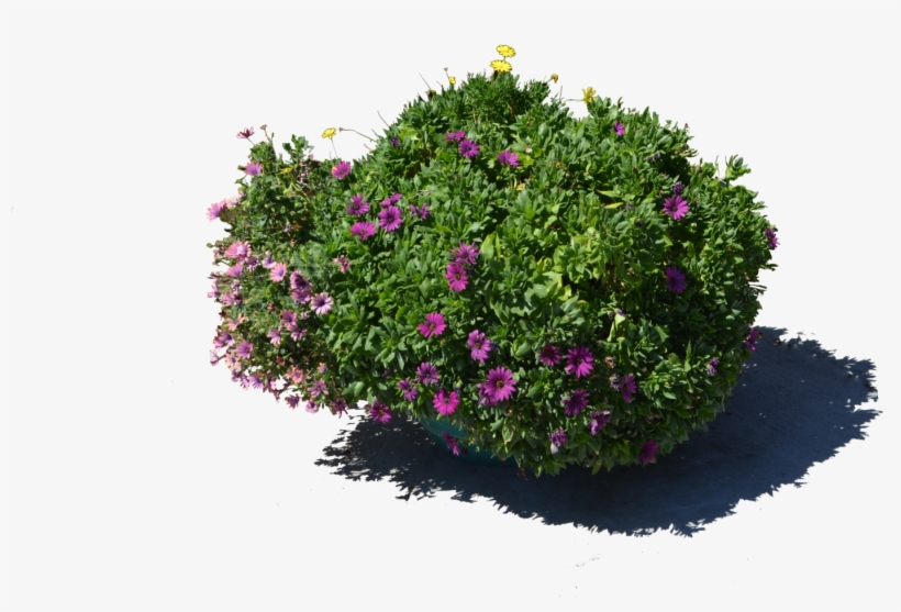 Stock Photography, transparent png download