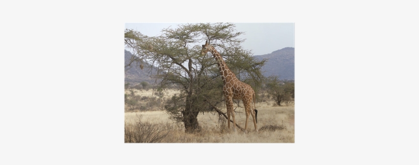 Lone Reticulated Giraffe Browsing From An Acacia Tree - Acacia, transparent png download