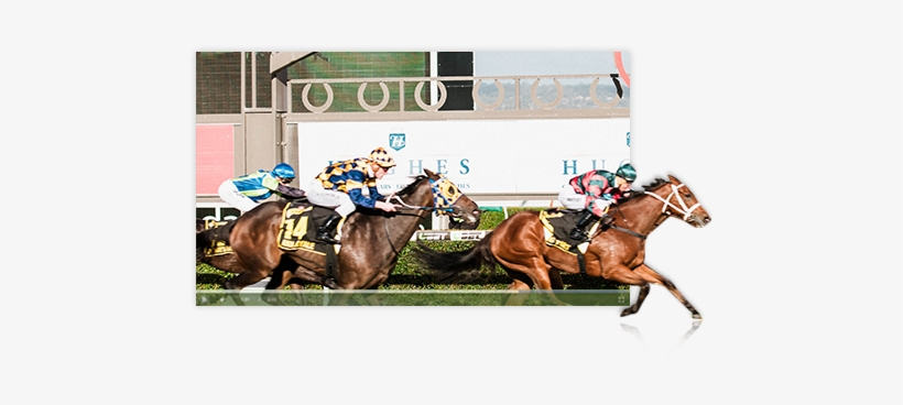 Download The Racing - Sorrel, transparent png download