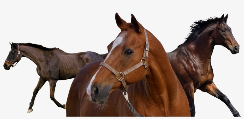 Horse - Sorrel, transparent png download