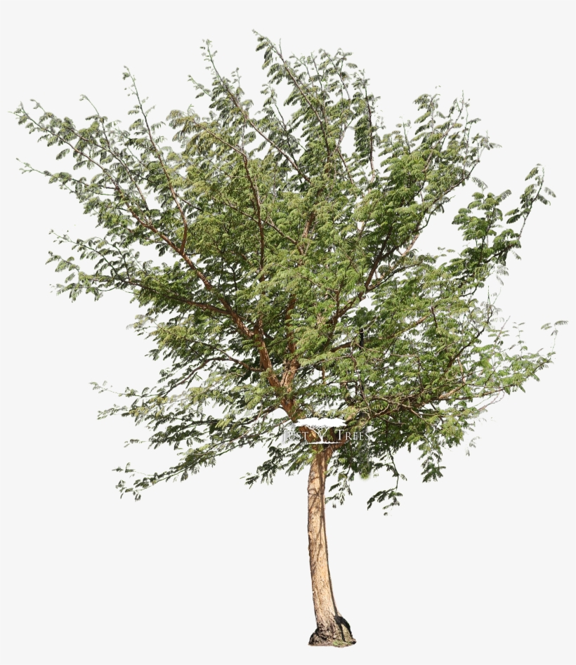 Acacia Galpinii - Acacia Tree Png, transparent png download