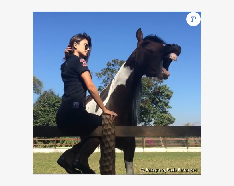 Paula Fernandes Leva Mordida De Cavalo E Compartilha - Paula Fernandes Leva Mordida De Cavalo, transparent png download
