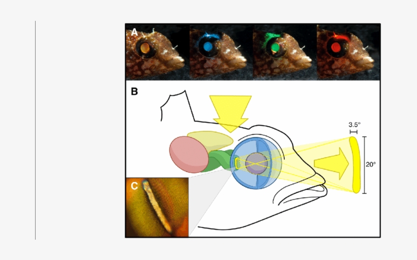 Laboratory Demonstration And Origin Of Ont Eyeshine - Candle Warmers Etc. Illumination Fragrance Warmer,, transparent png download