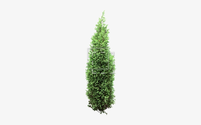 Parent Category - Walmart Christmas Trees, transparent png download