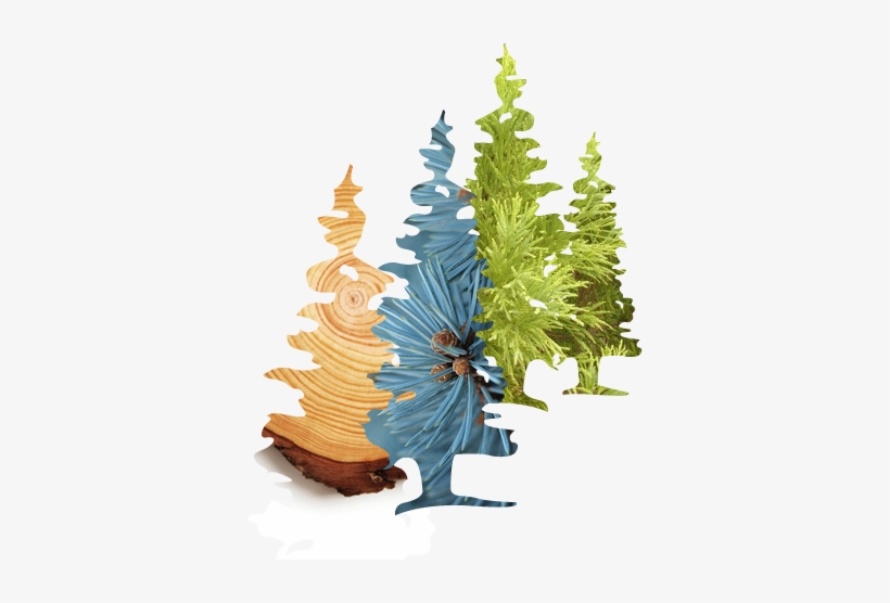 Index-bg - Arborvitae, transparent png download