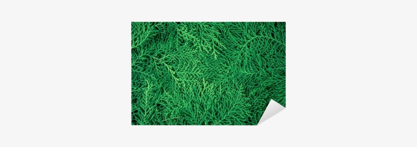A Fresh Green Pine Leaves , Oriental Arborvitae, Thuja - Textura De Hojas De Pino, transparent png download