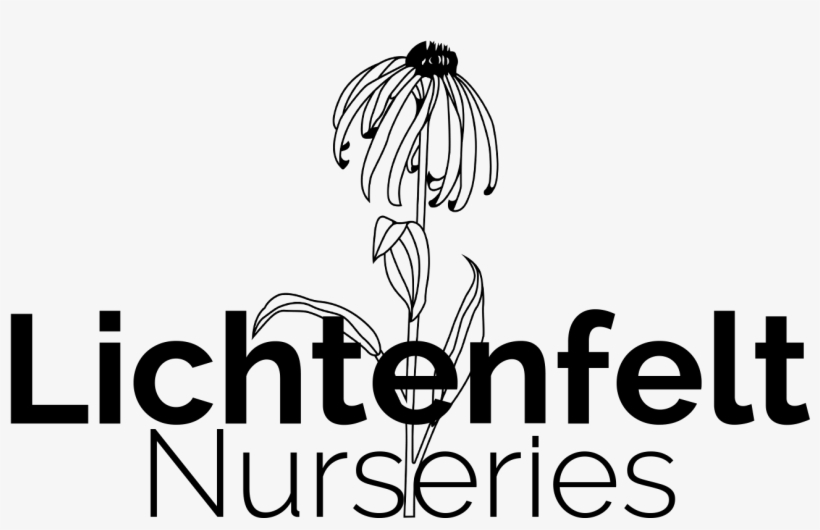 Danica Arborvitae 1 Gal - Illustration, transparent png download