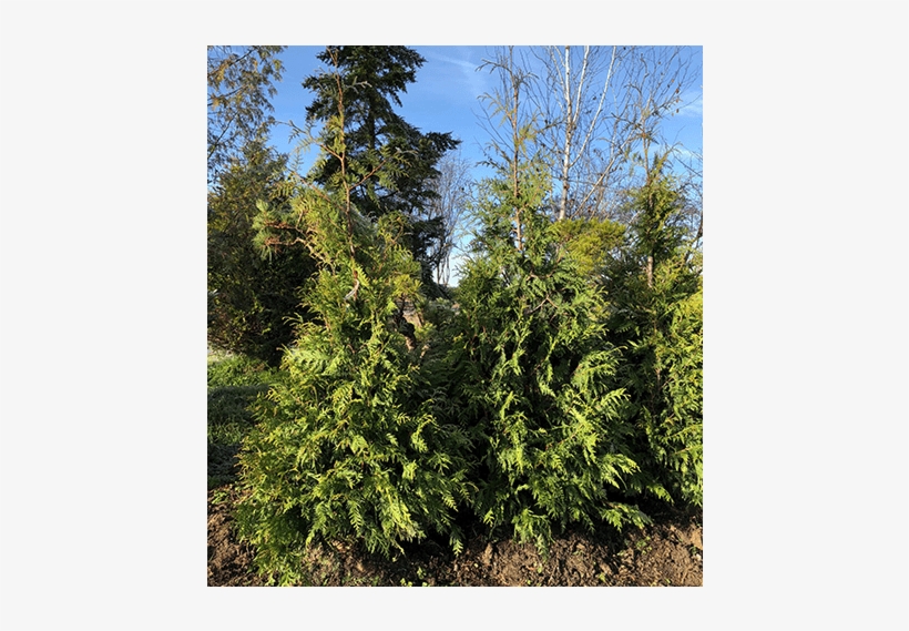 Privacy Screens - Redwood, transparent png download