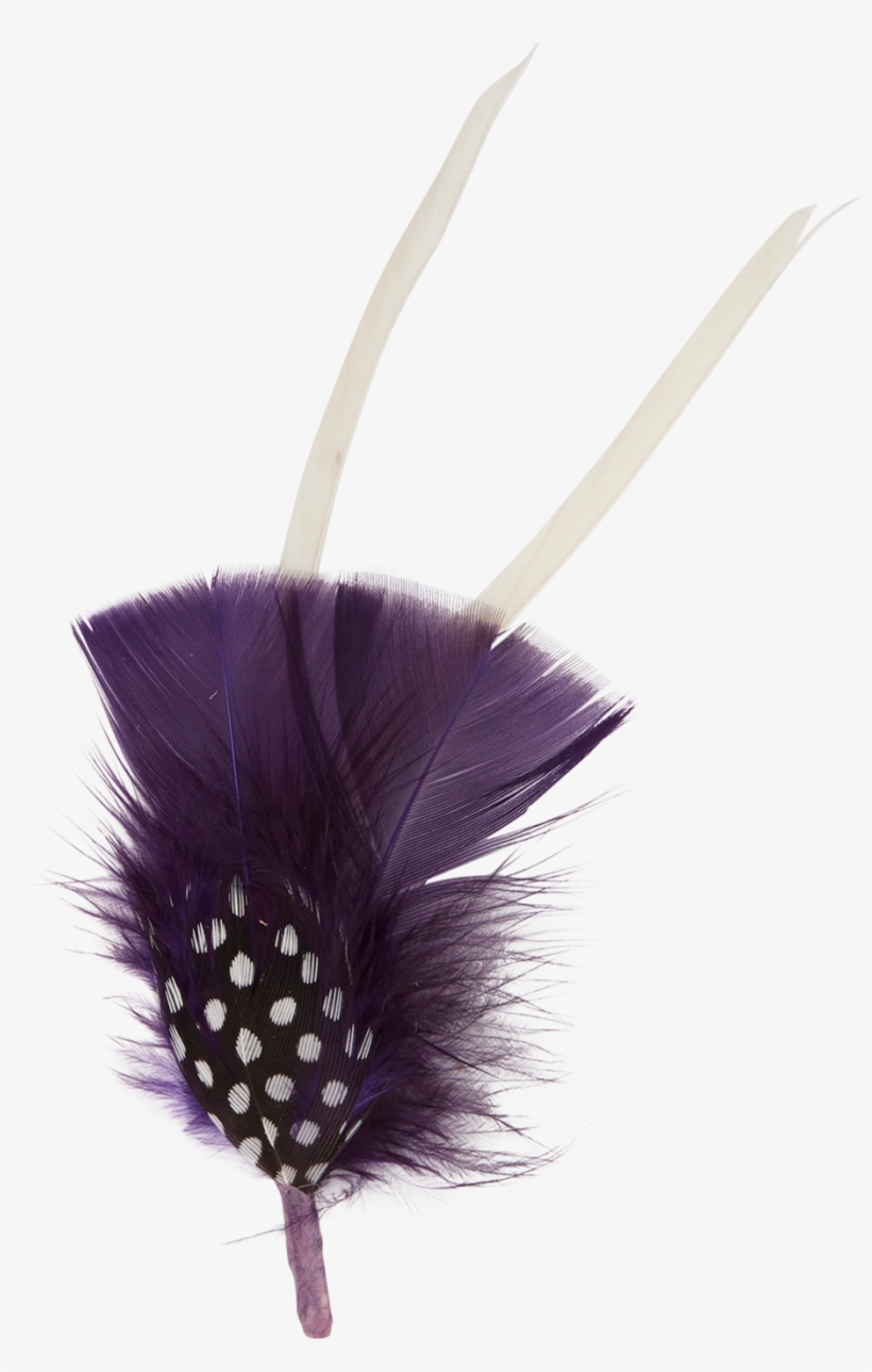 Feather, transparent png download