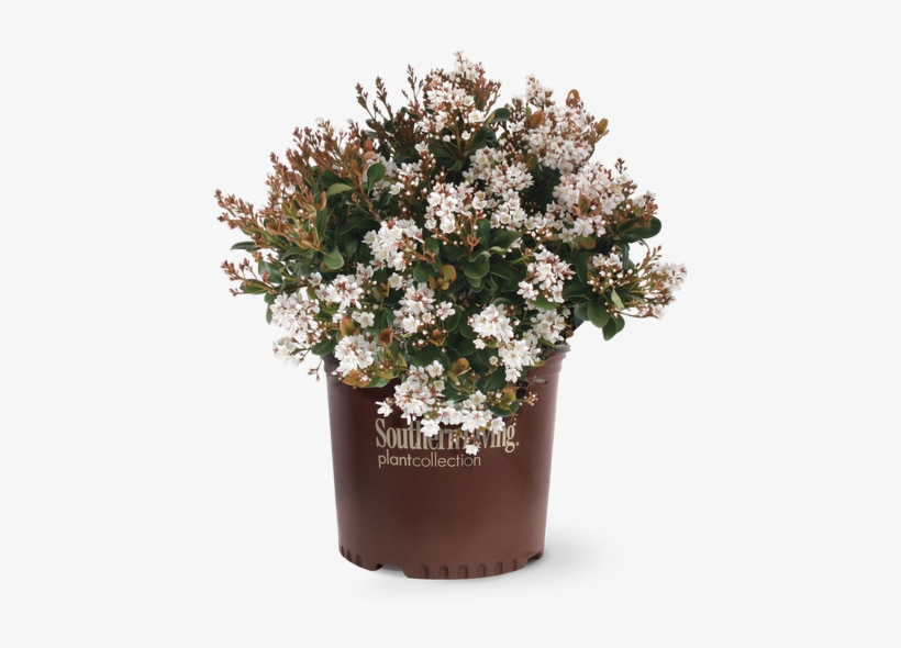 Spring Sonata Indian Hawthorn In Branded Pot - Indian Hawthorn, transparent png download