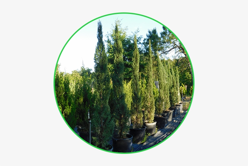 Italian Cypress - Pond Pine, transparent png download