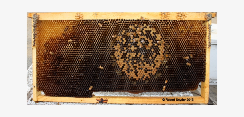 Wax Is Dark In Coloration - Honeycomb, transparent png download