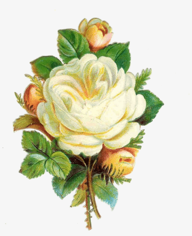 Rosebud Cliparts Frame - Garden Roses, transparent png download