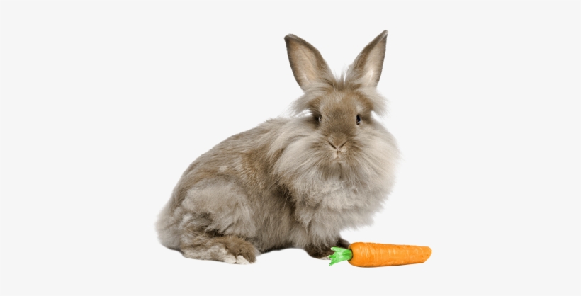 Lapin,rabbit,tubes,png - Lionhead Rabbits, The Complete Owner's Guide To Lionhead, transparent png download