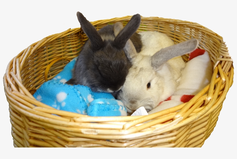 Bunnies - Domestic Rabbit, transparent png download