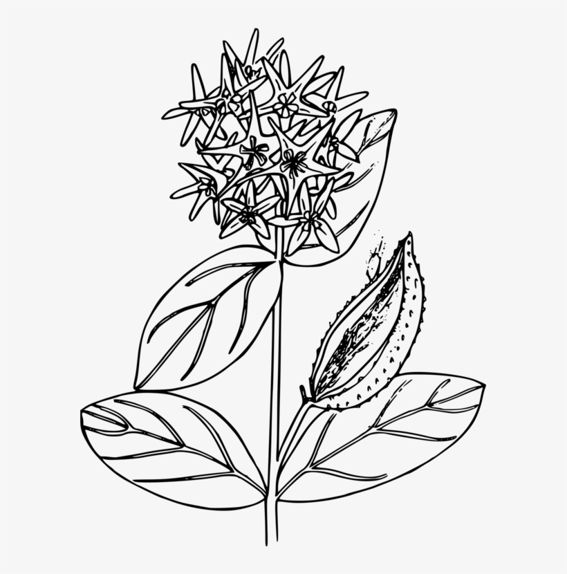 Mexican Butterfly Weed Common Milkweed Monarch Butterfly - Milkweed Black And White, transparent png download