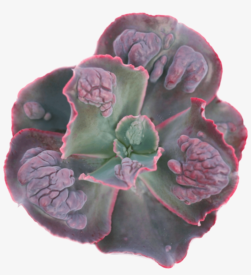 Echeveria 'etna' - Echeveria, transparent png download