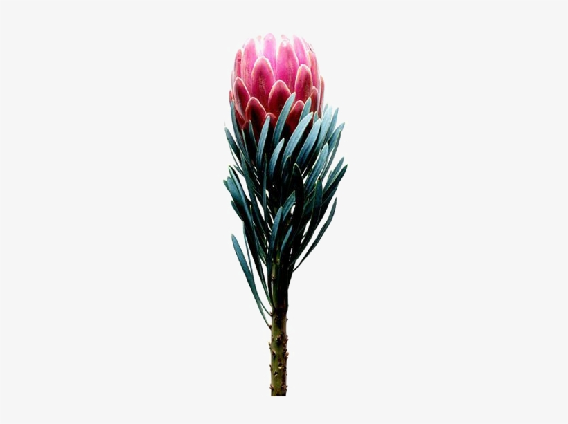 Protea - Sugarbushes, transparent png download